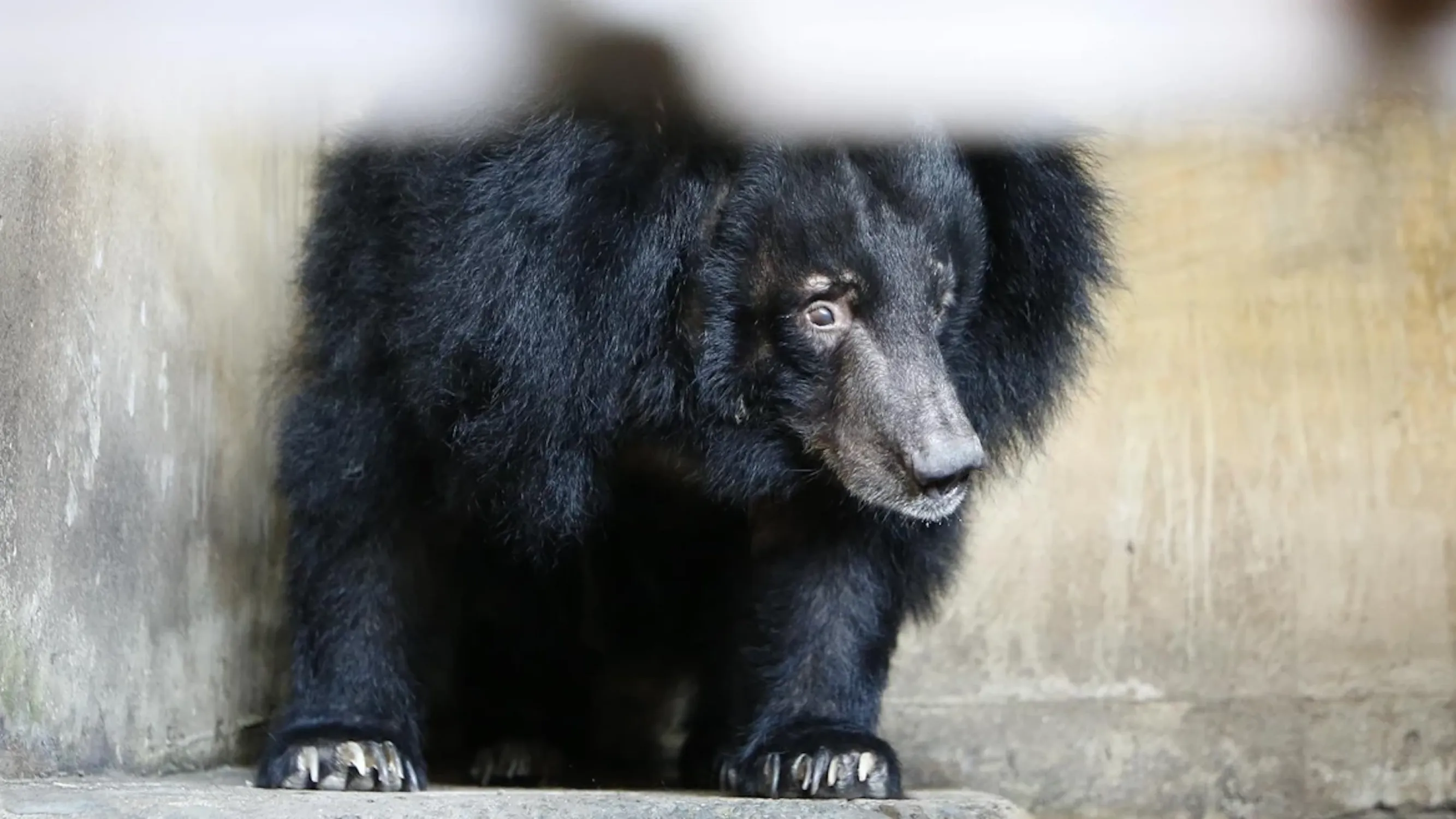 Uniti per gli Orsi della Luna!