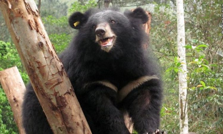 La nostra cara orsa: Lotus II!