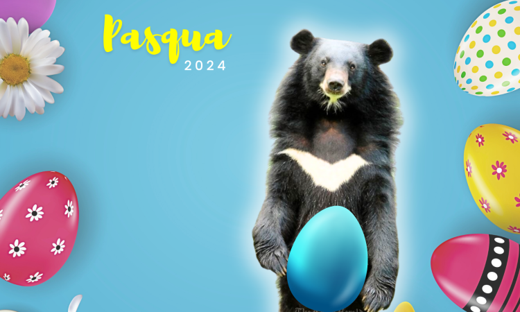 Pasqua 2024: una sorpresa con il fiocco!