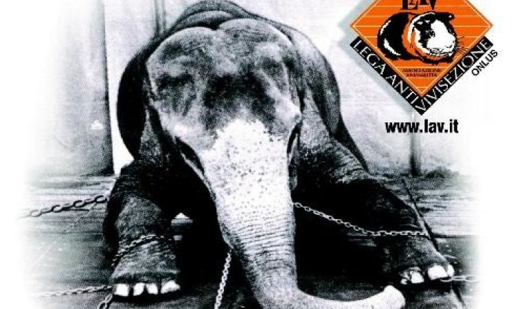 Diciamo basta al circo che sfrutta gli animali!