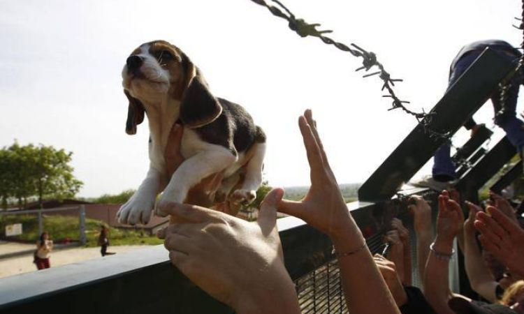 Quando il salvataggio dalla tortura di esseri viventi è “reato”