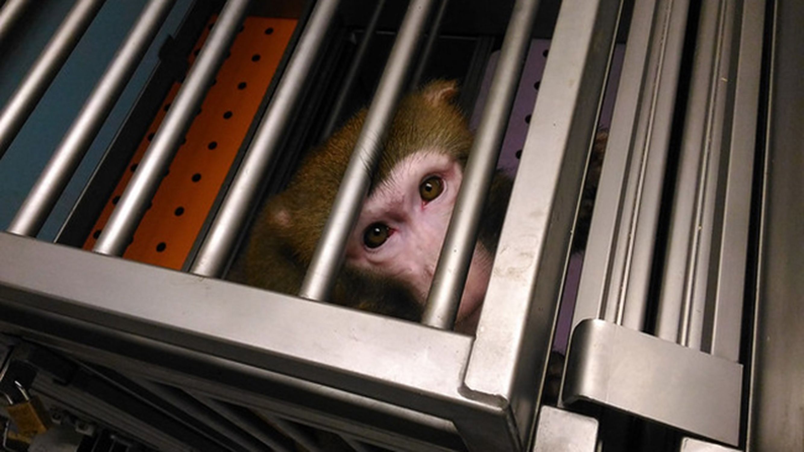 Liberiamo i macachi di Unibo!