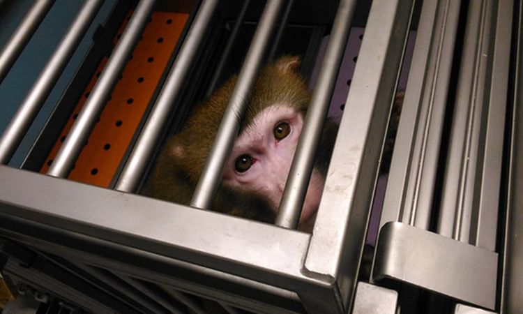 Liberiamo i macachi di Unibo!